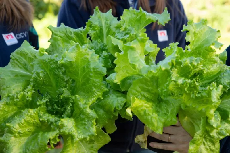 Presentan una lechuga que posee mayor cantidad de hojas