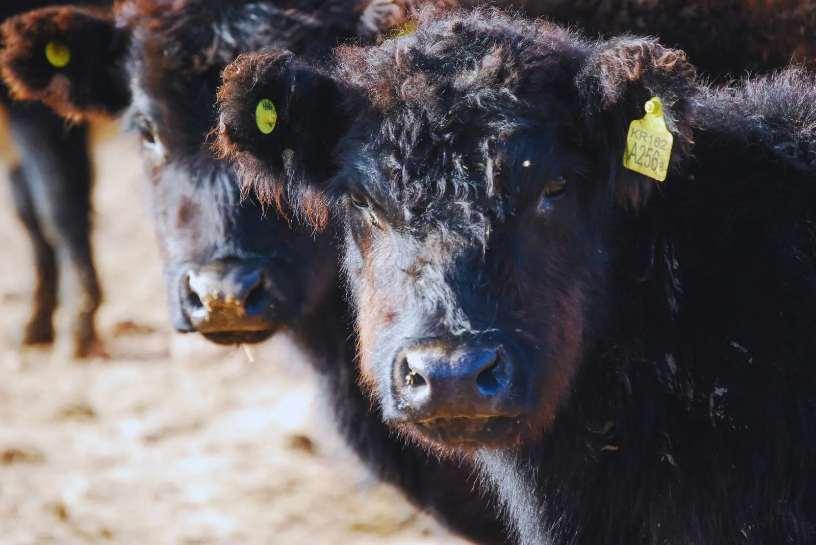 La biotecnología al servicio de la salud animal y contra la rabia