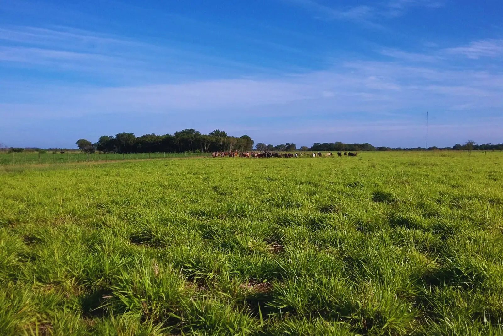 ¿Qué pasturas maximizan la producción ganadera?