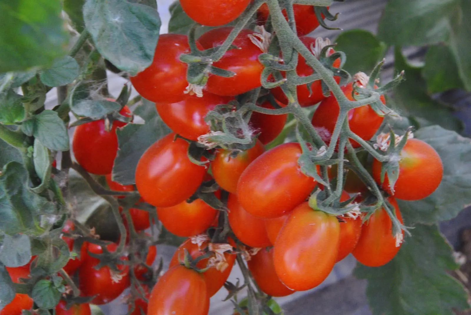 Soluciones innovadoras para fortalecer la horticultura en La Pampa