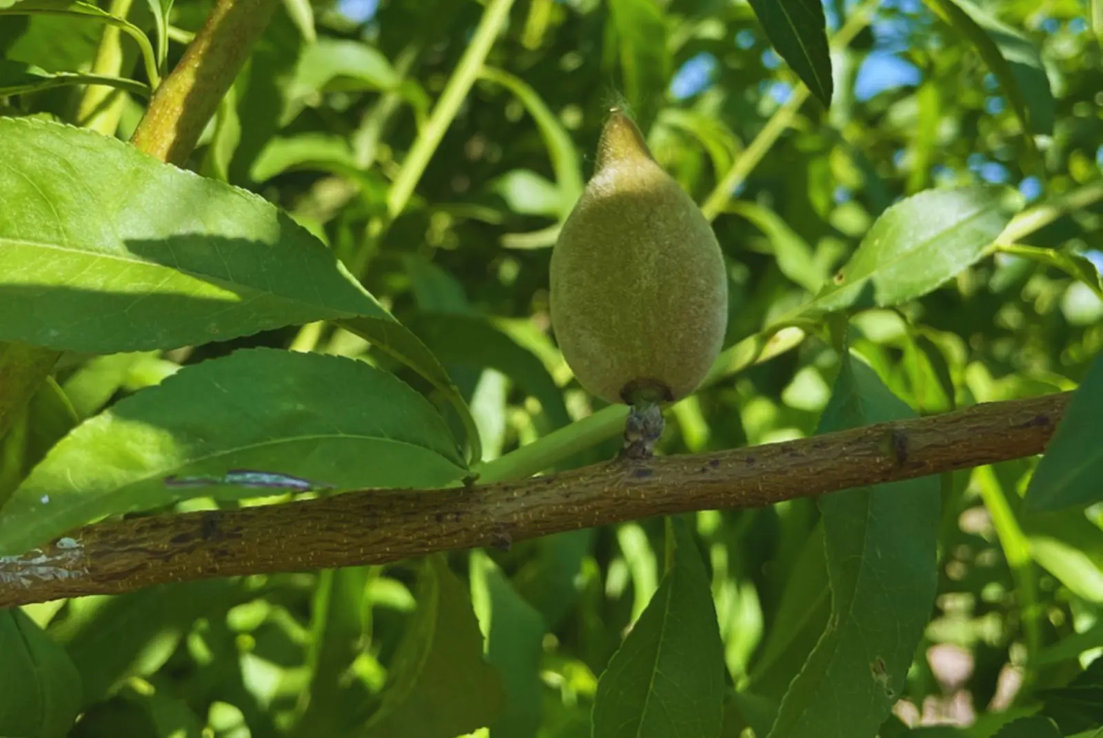 Estudian los requerimientos de temperatura en almendros