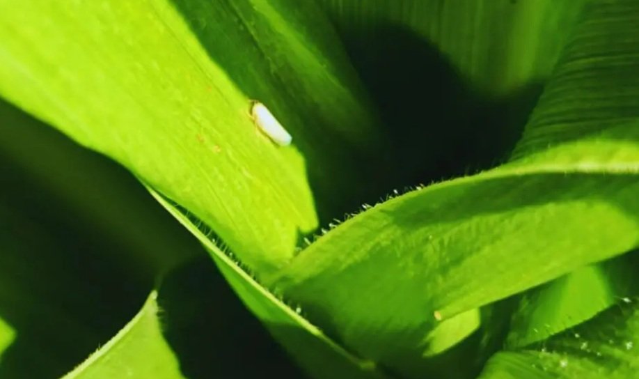 Las plagas evolucionan y redefinen el manejo sanitario en maíz