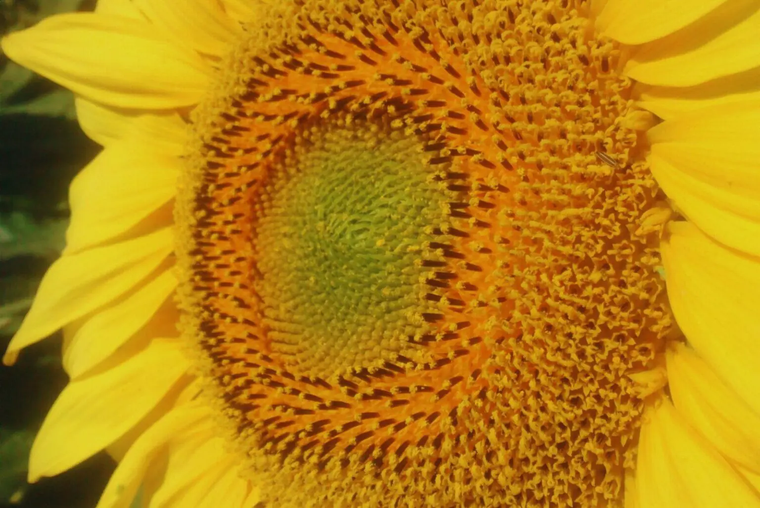 El área proyectada de girasol alcanza 2,7 millones de hectáreas por mayor intención de siembra