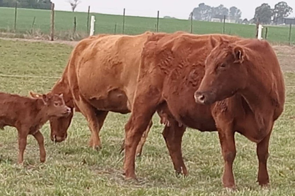 Récord en valor de exportaciones de carne